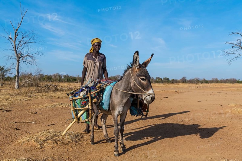 Beduin woman with a donkey