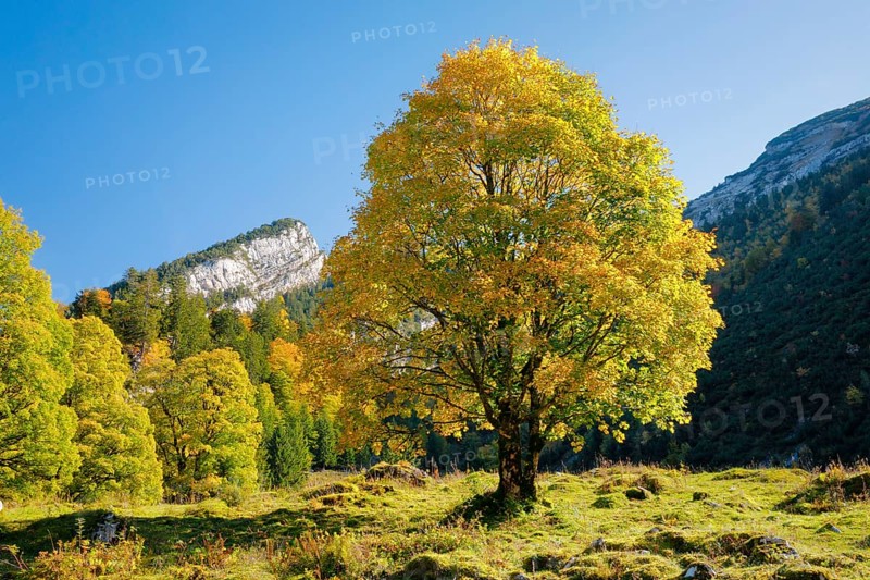 Mountain maple