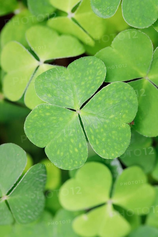 Forest clover
