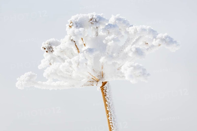 Ice detail on chervil