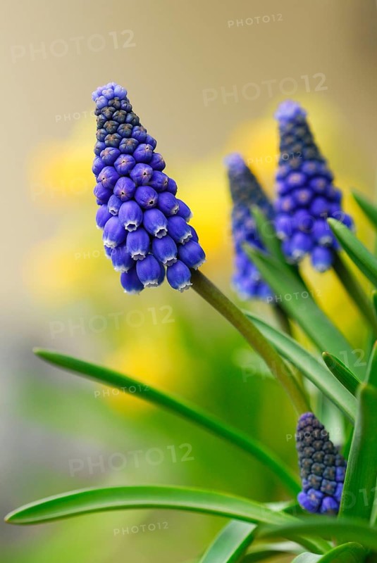 Grape hyacinth