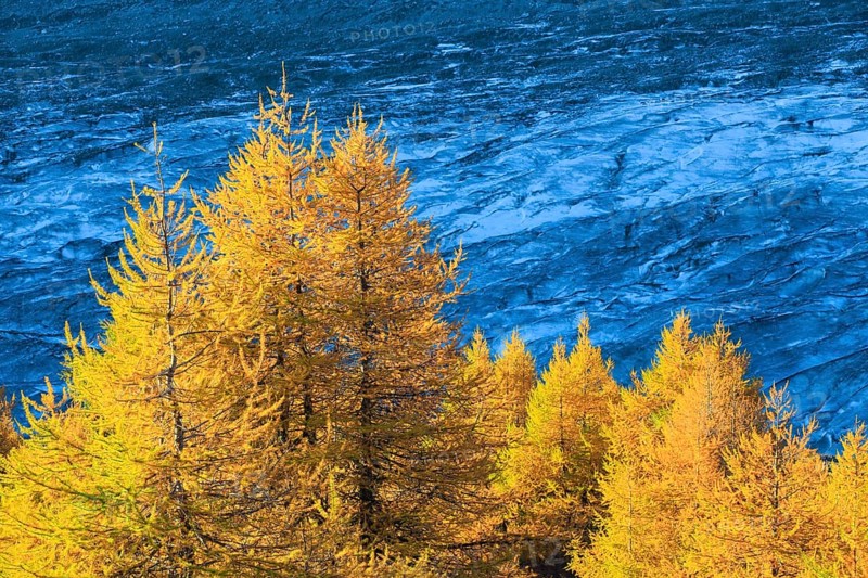 Aletsch glacier and larches