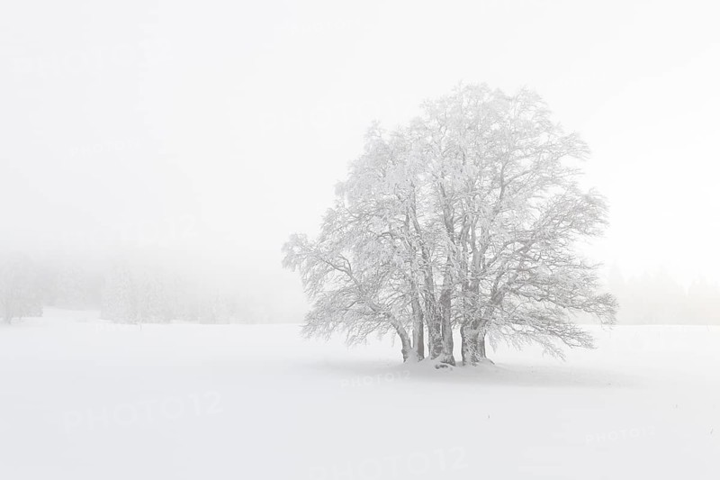 Beech