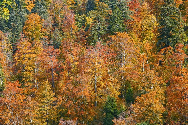 Mixed forest in autumn