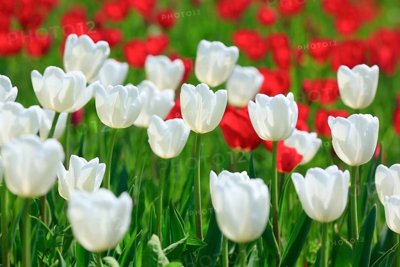 Tulip