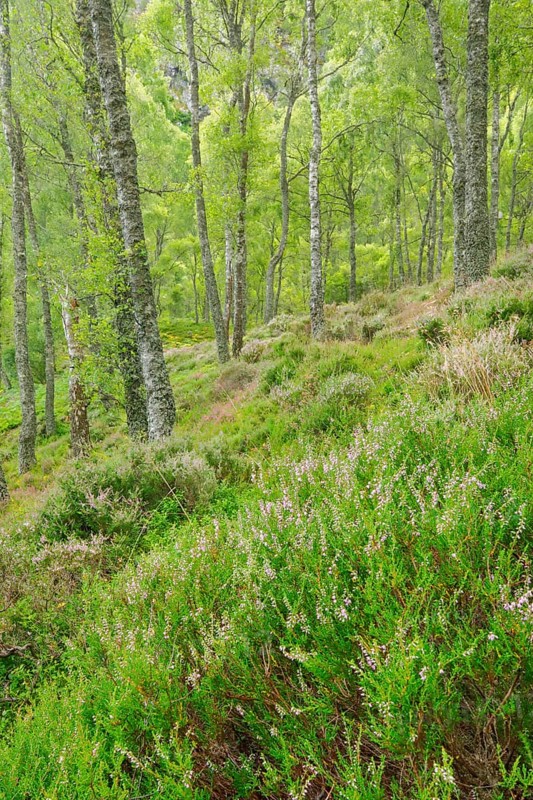 Birch forest