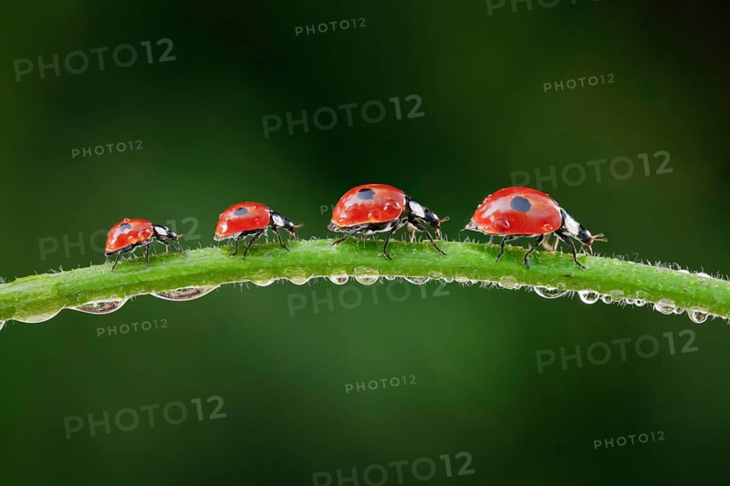 Two-spot ladybird on blade of grass