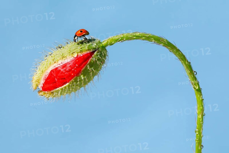 Two-spotted ladybird on poppy flower