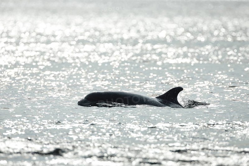 Dolphin