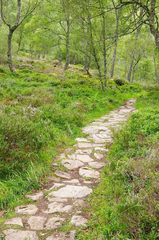 Footpath in birch forest