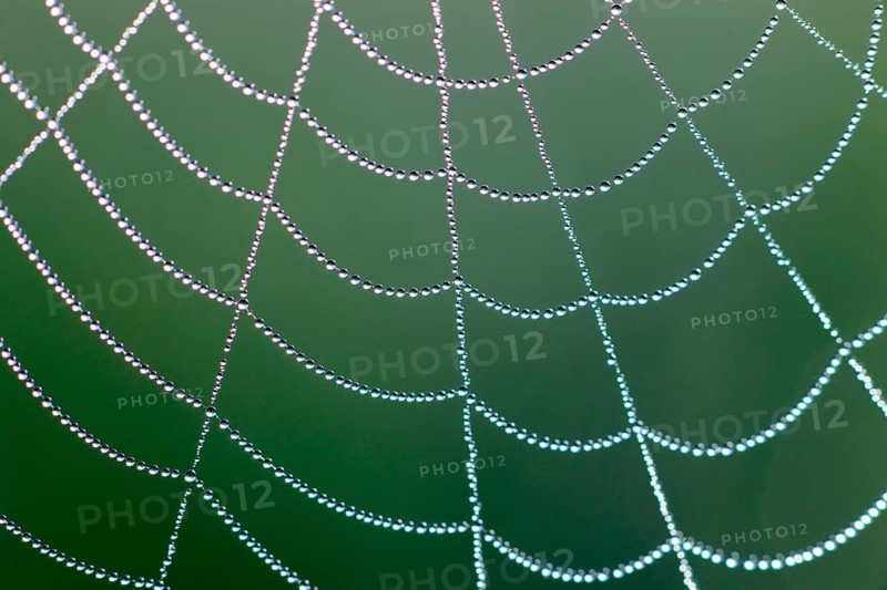 Dewdrops on a spider's web