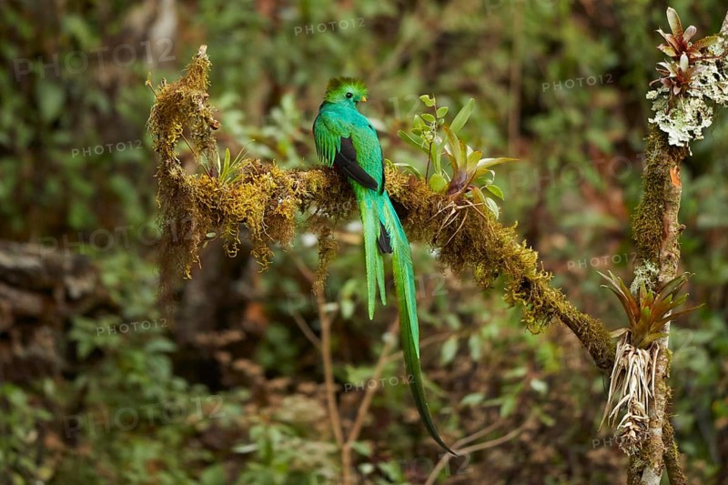 Resplendent Quetzal