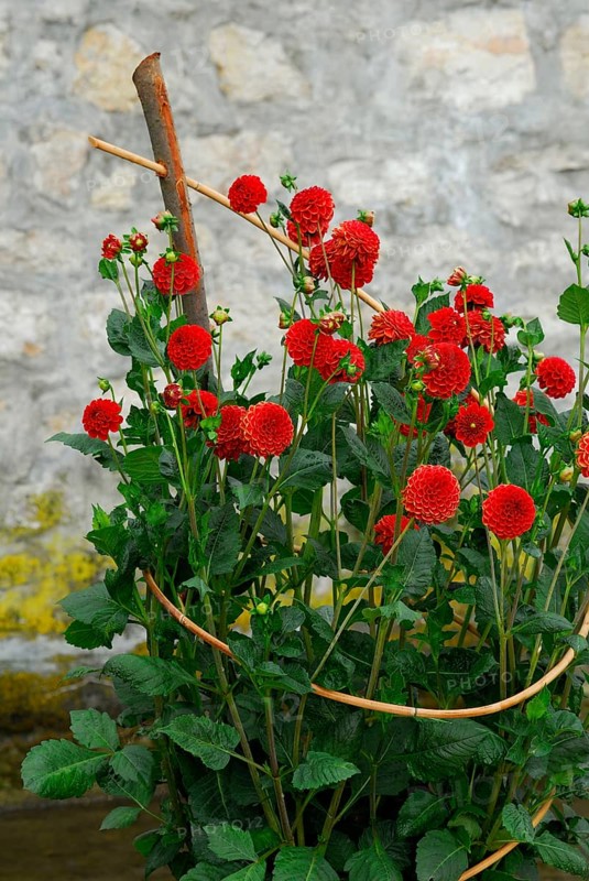 Dahlia