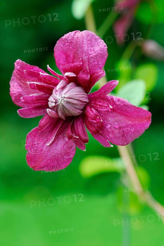 (Clematis) viticella, variety Purpurea Plena Elegans