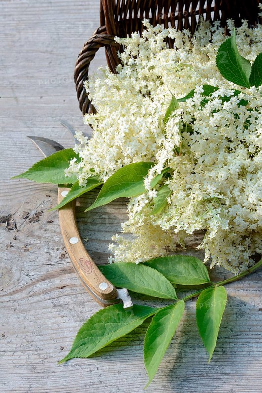 Elderflower in basket