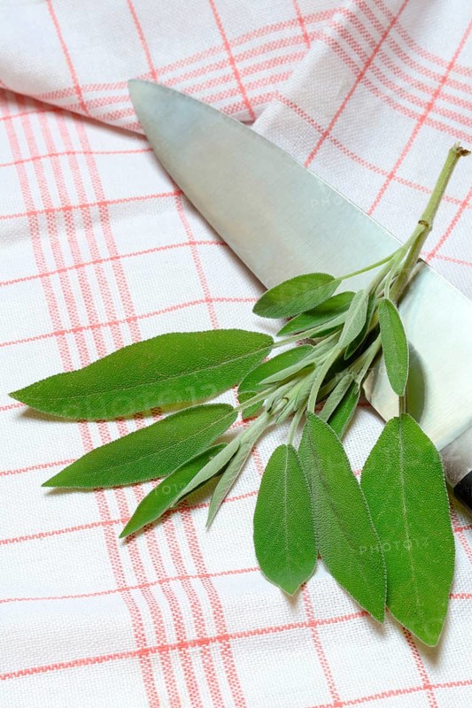 Sage sprig with knife