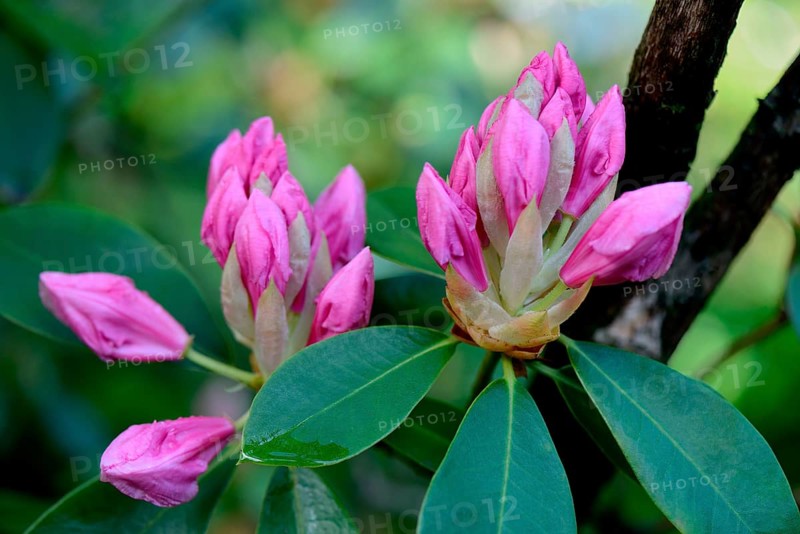 Pink Pearl' rising rhododendron flower