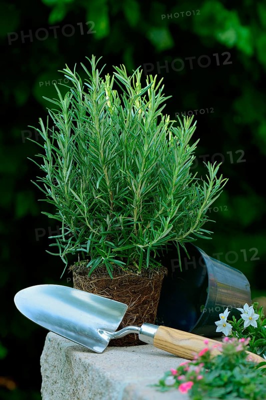Rosemary