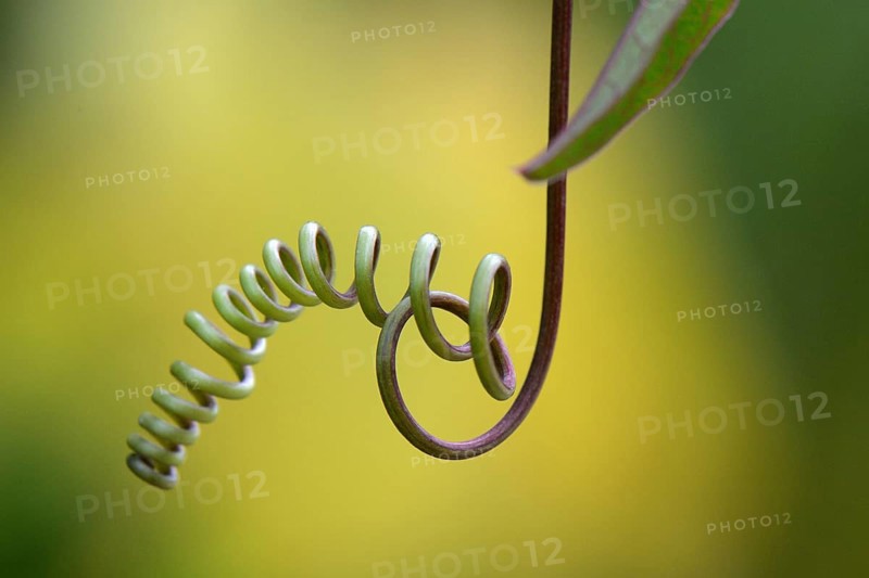 Vine of a passion flower