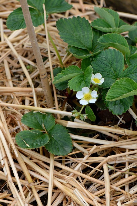 Strawberry plant with straw base