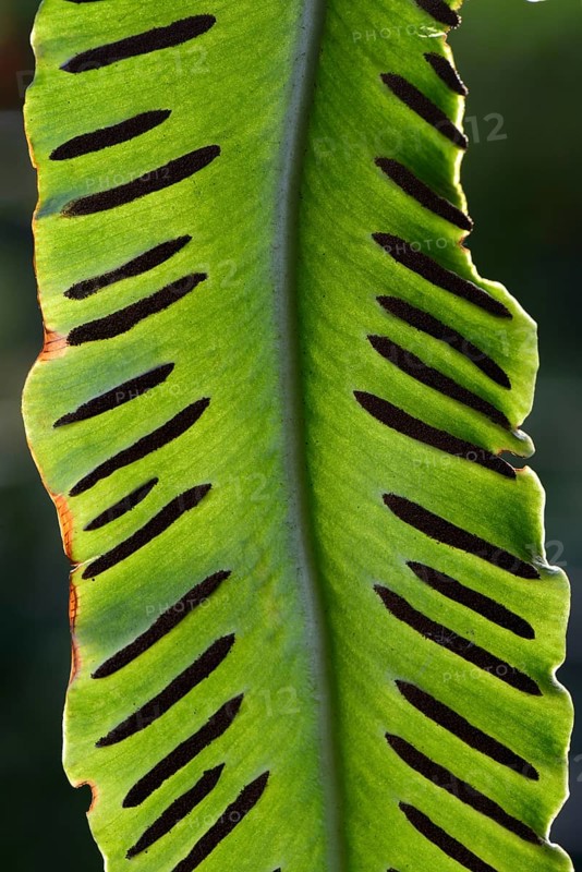 Fern