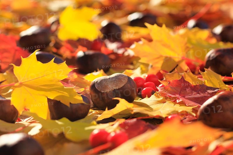 Maple leaves with horse chestnut