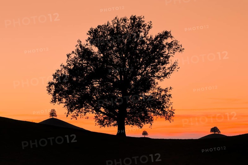 Oak at Hirzelpass
