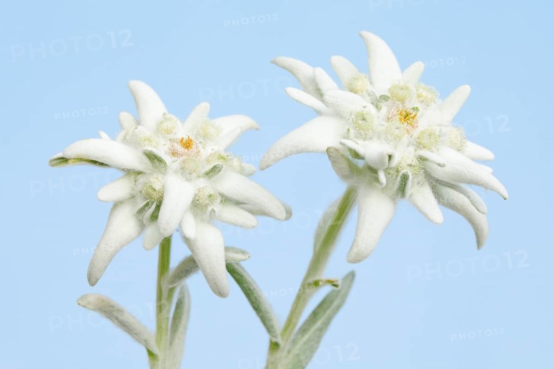Alpine Edelweiss