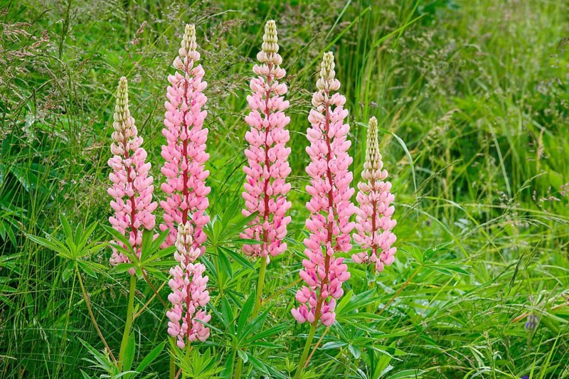 Multileaved lupin