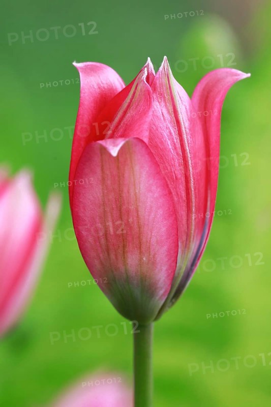 Wild tulips
