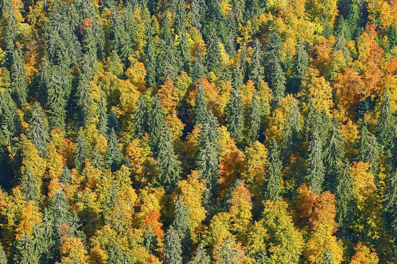 Mixed forest in autumn
