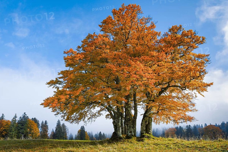 Beech