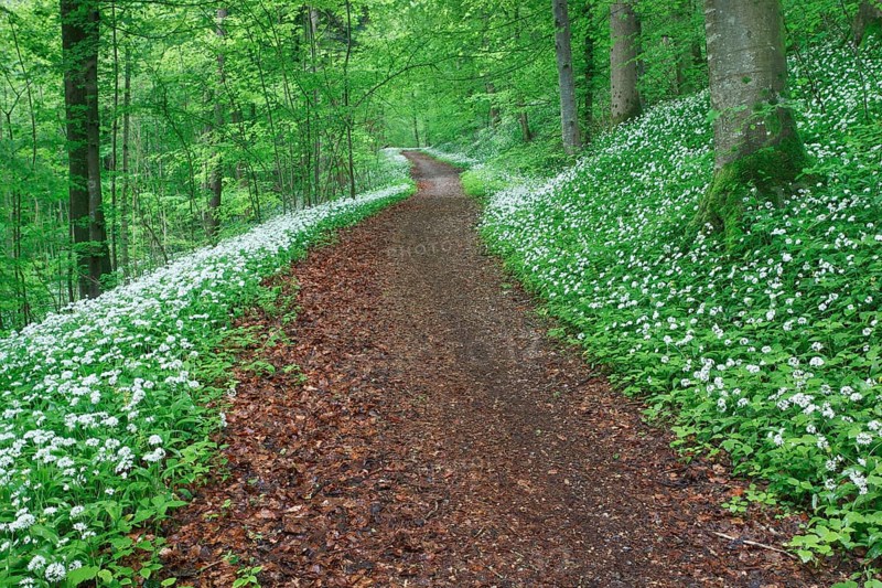 Forest path with blooming wild garlic