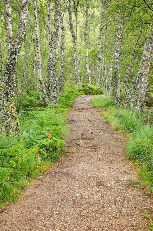 Footpath in birch forest