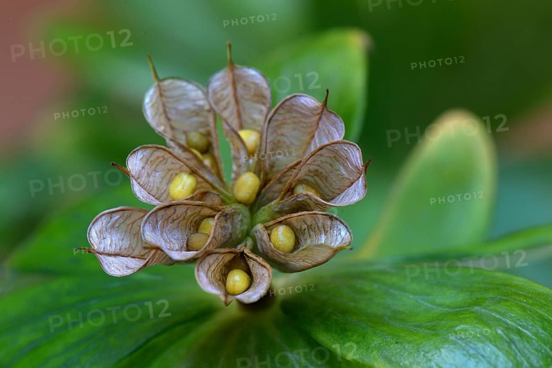 Winter aconite