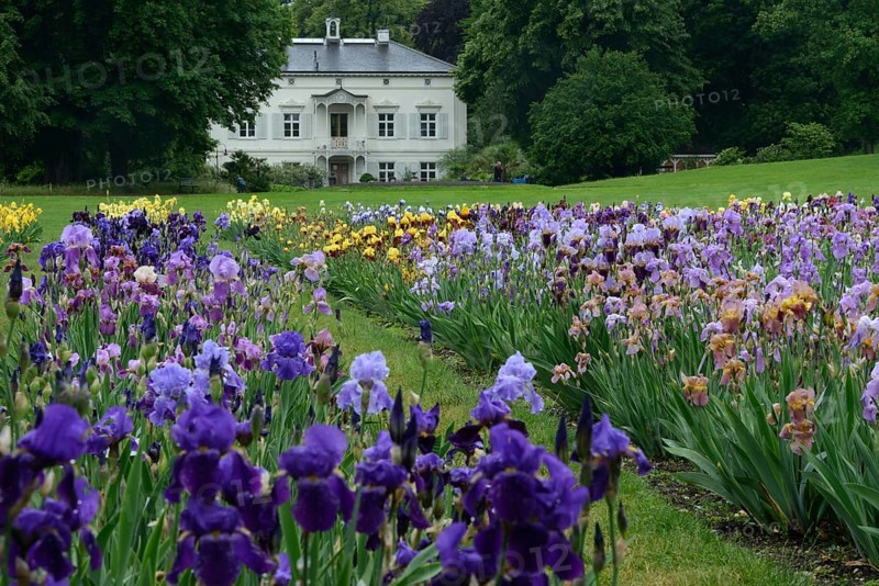 German Iris
