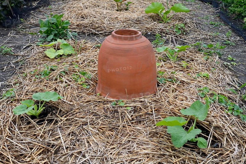 Rhubarb bleaching pot