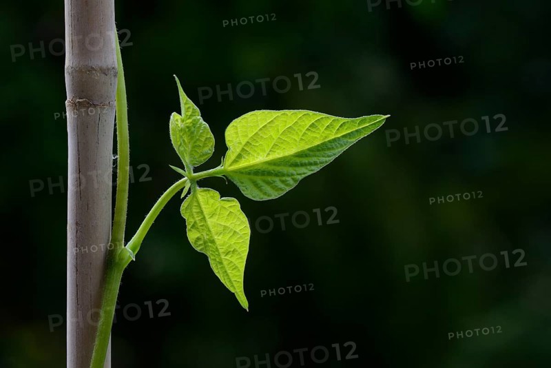 Beetle bean
