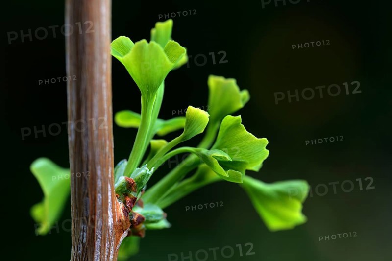 Ginkgo