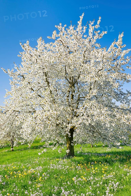 Cherry trees in spring