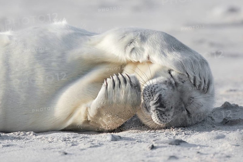 Grey seal