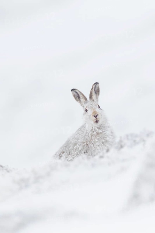 Mountain hare