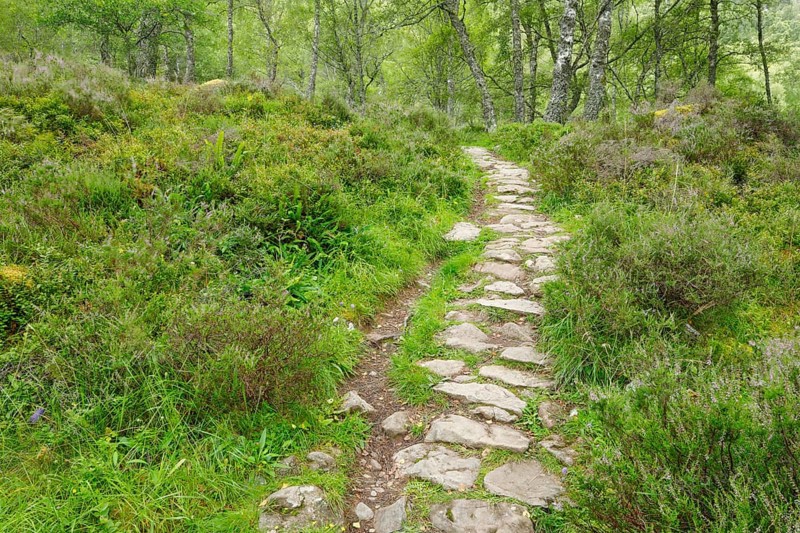 Footpath in birch forest