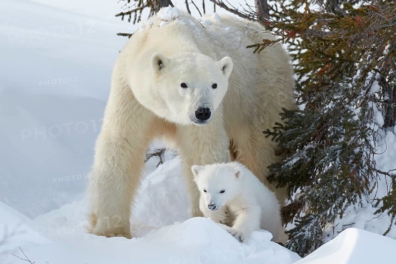 Polar bears