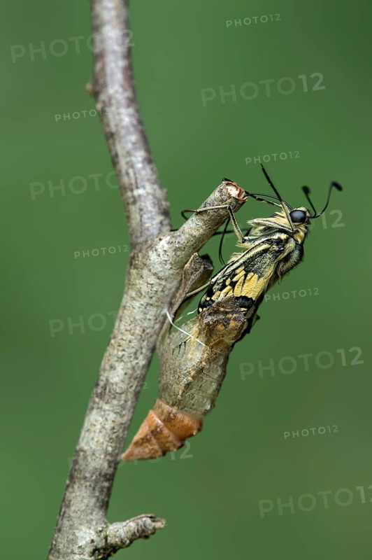 Hatching of a swallowtail butterfly