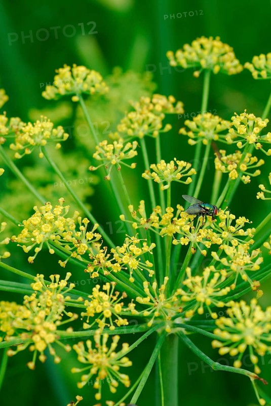 (Foeniculum vulgare azoricum) variety Fino Vitalis
