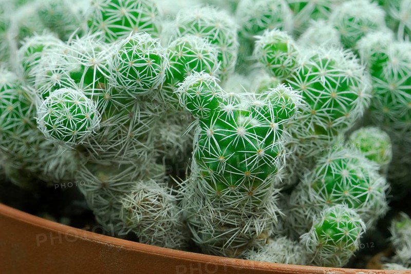 (Mammillaria gracilis)