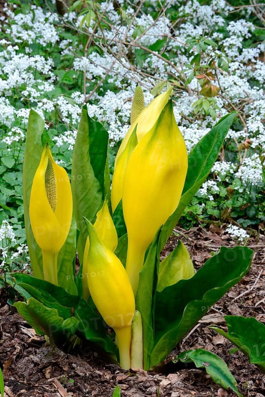 Western skunk cabbage