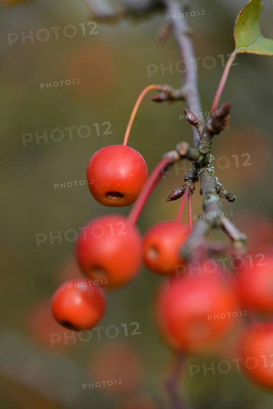 Ornamental apples