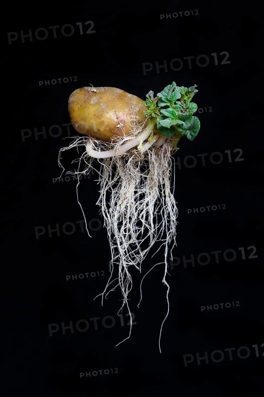 Sprouting potato with roots and leaves